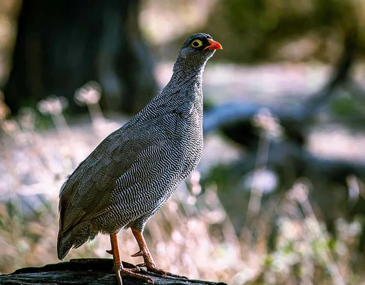 Red-billed Spurfowl